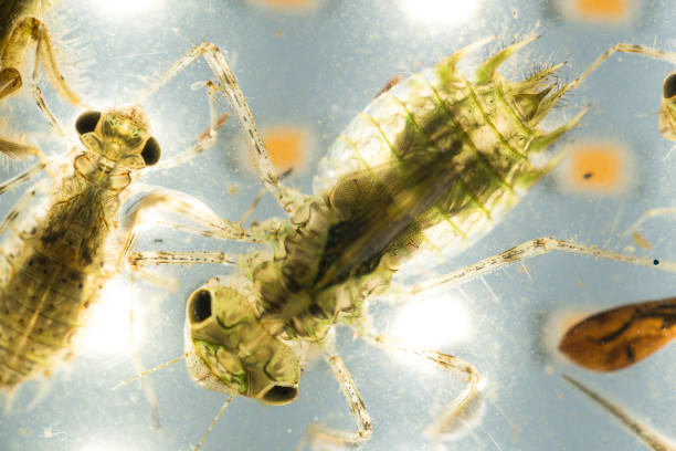 Sonhar com Piolho: O Que Significa Esse Sonho?